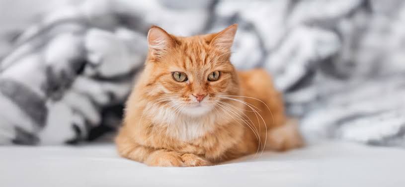 Equalis_Cat
