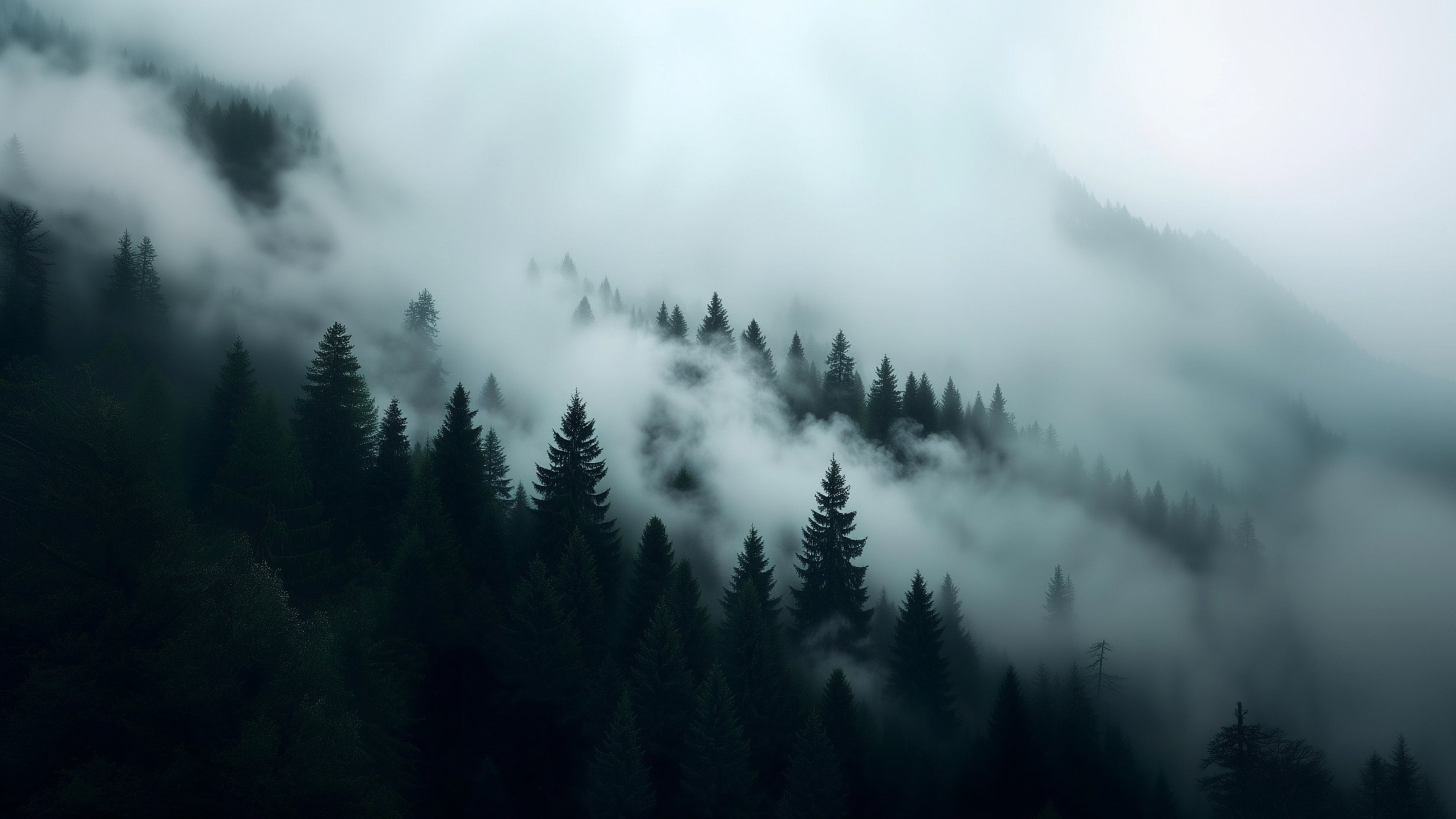 Misty Forest