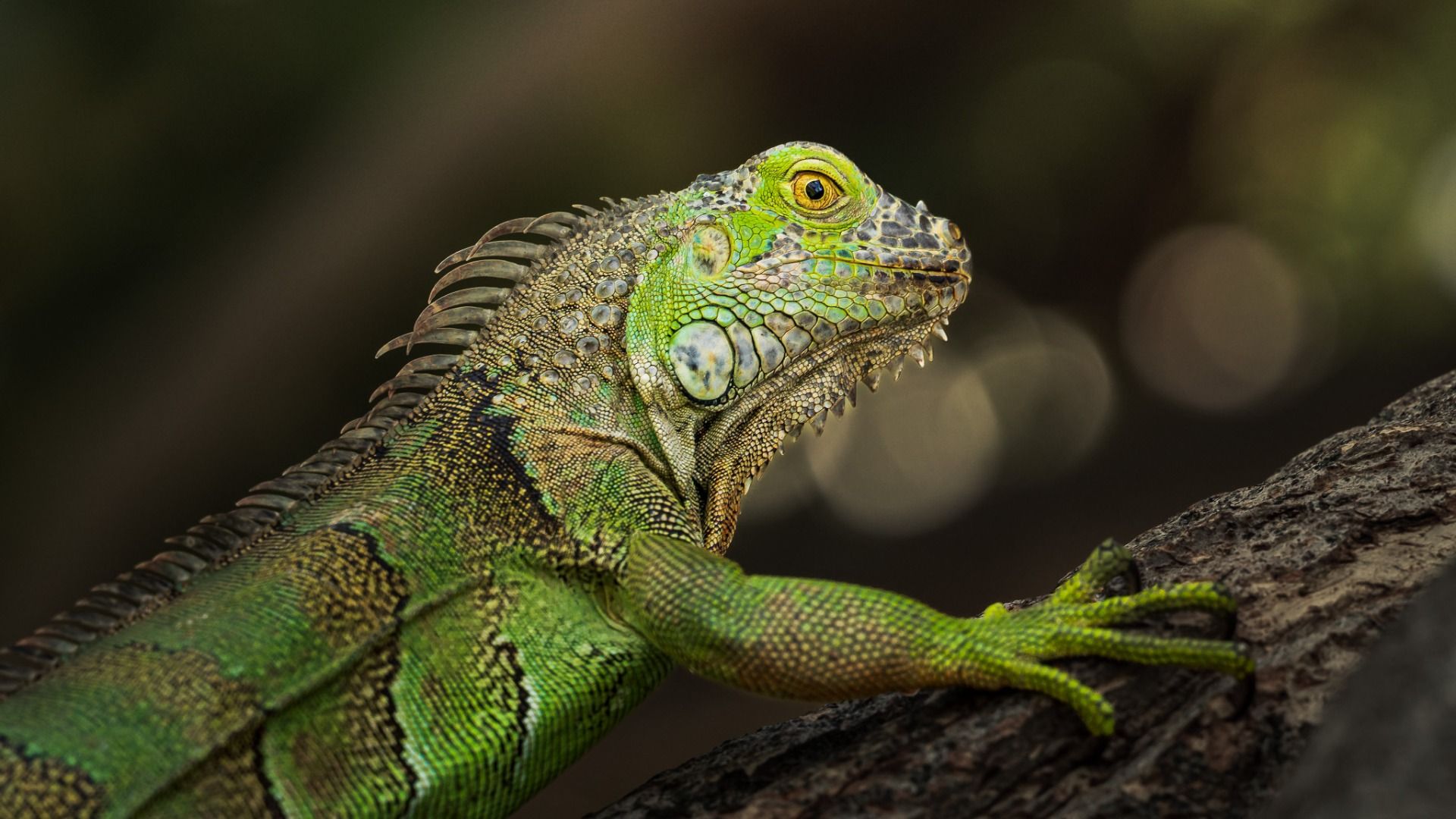 Jungle Guardian
