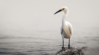Snowy Egret Wading in Calm Coastal Waters