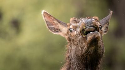 Curious Elk