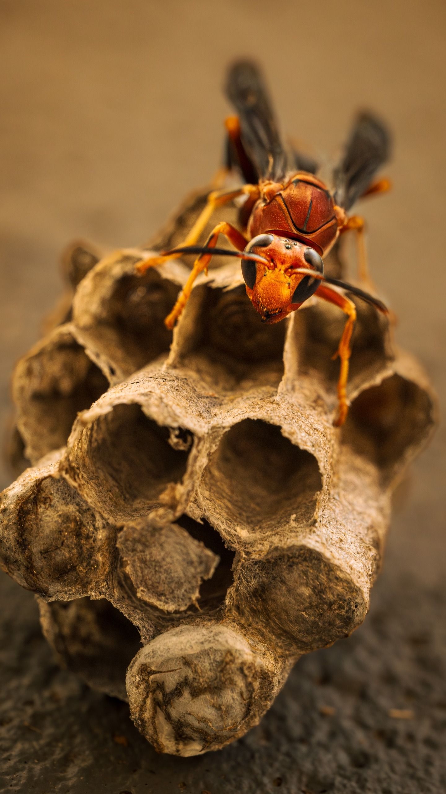 Wasp Architect