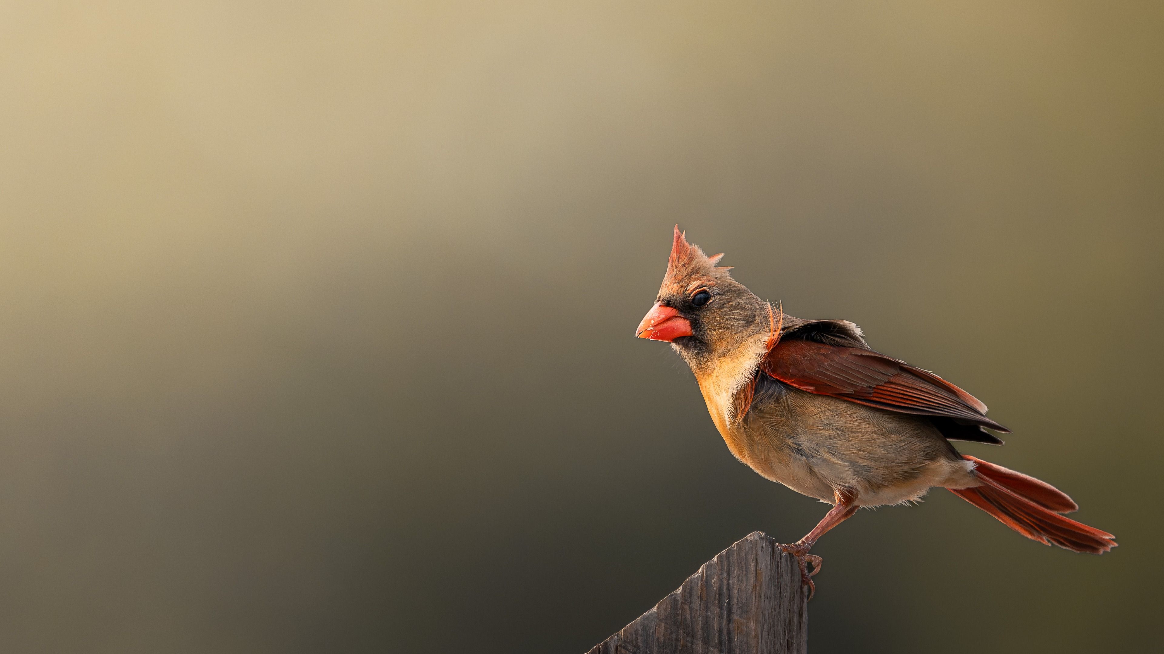 Perched in the Evening Light