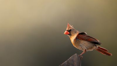 Perched in the Evening Light