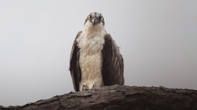 The Watcher