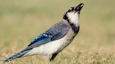 Blue Jay Foraging and Perching in Natural Habitat