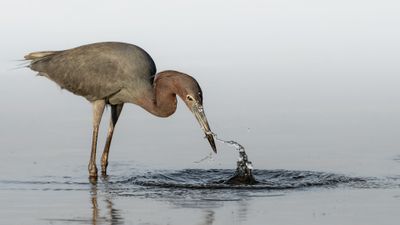 Egret Hunting