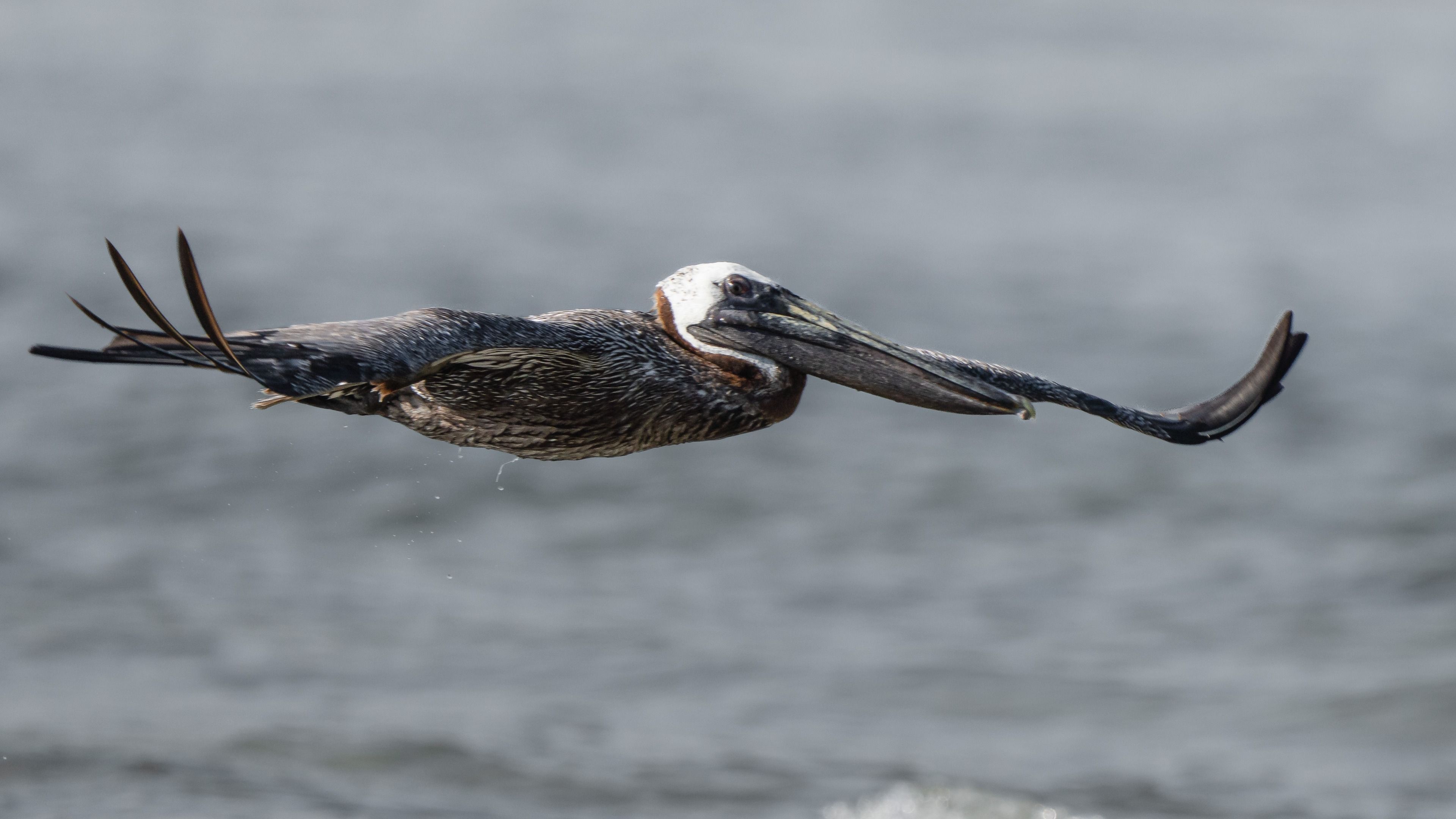 Low Flight Over the Waves