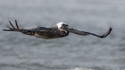 Low Flight Over the Waves