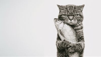 A grayscale portrait of a tabby cat proudly holding a fish.