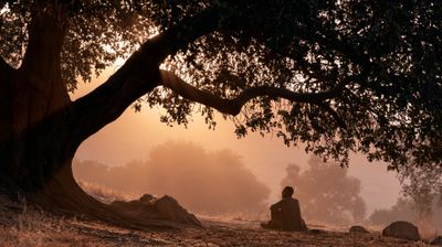 A lone figure sits in quiet contemplation beneath the sheltering branches of an ancient tree, enveloped in a misty dawn.