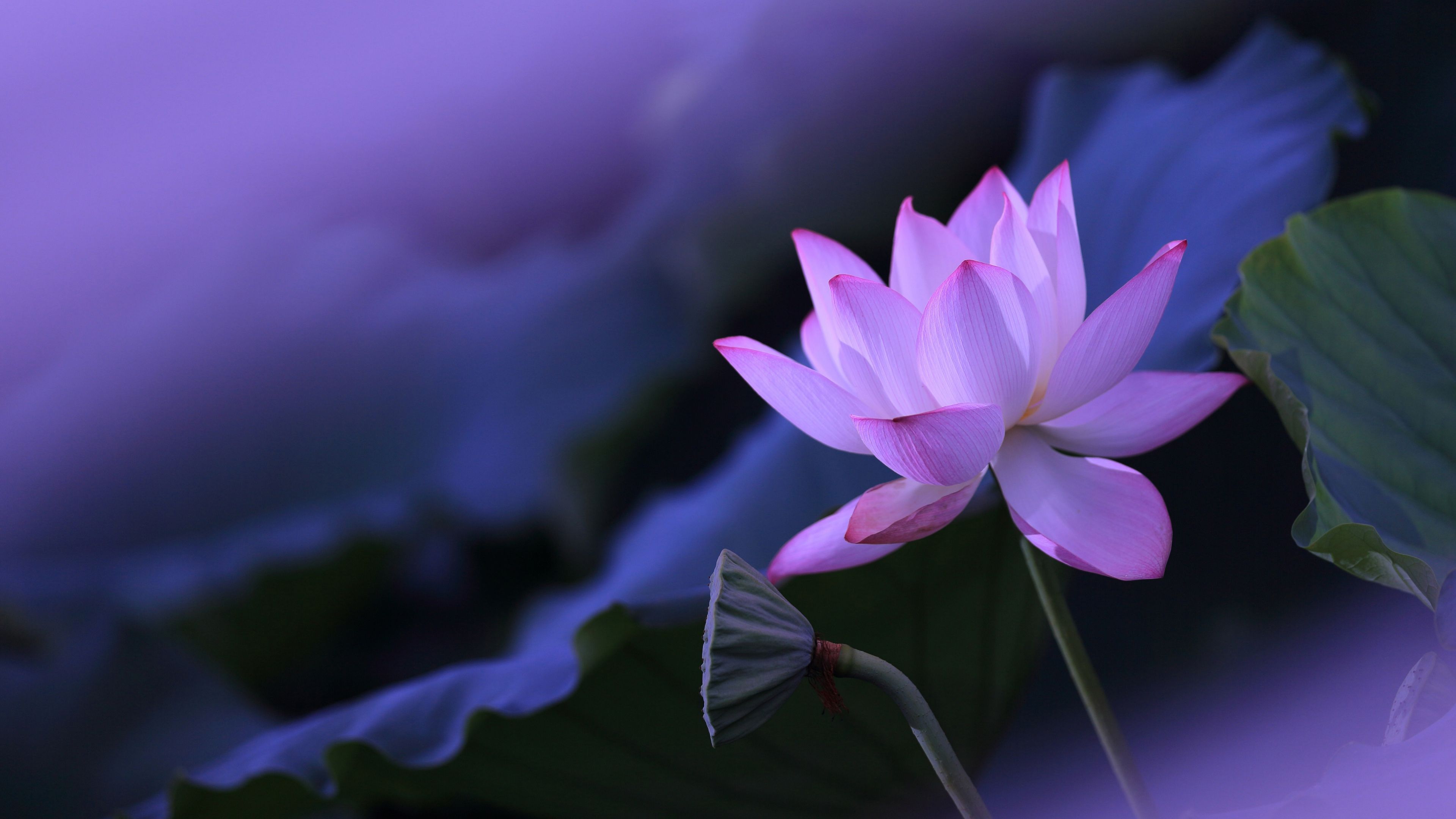 Lotus flower Purple aesthetic ultra HD 4K wallpaper
