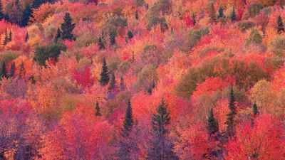 OS X Mountain Lion Autumn Forest ultra HD 4K wallpaper
