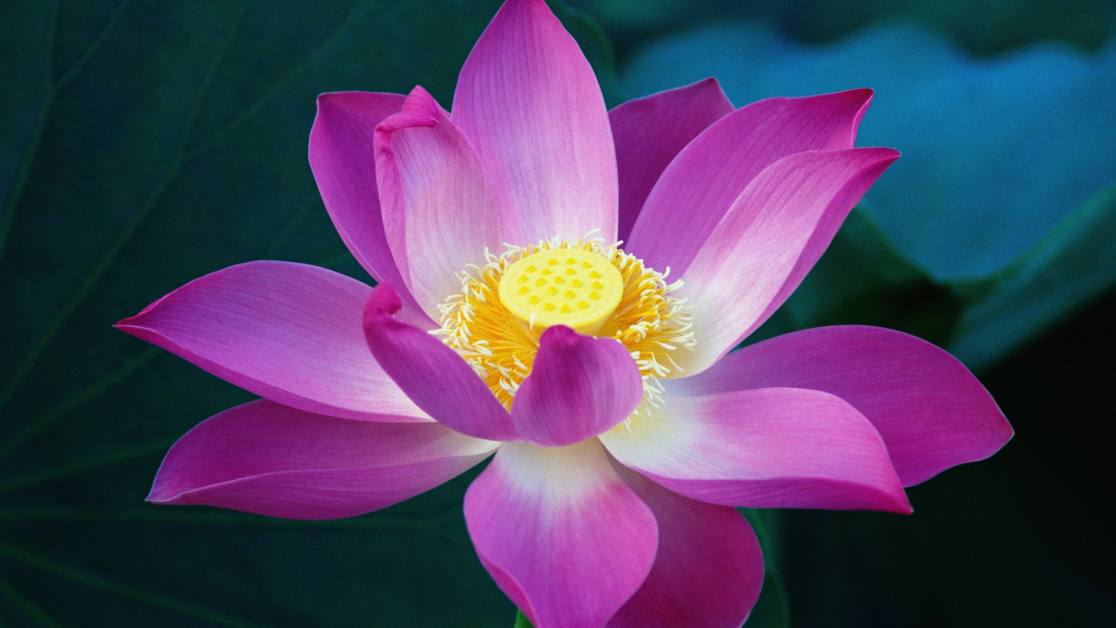 OS X Lion Lotus flower ultra HD 4K wallpaper
