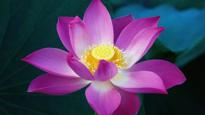 OS X Lion Lotus flower ultra HD 4K wallpaper