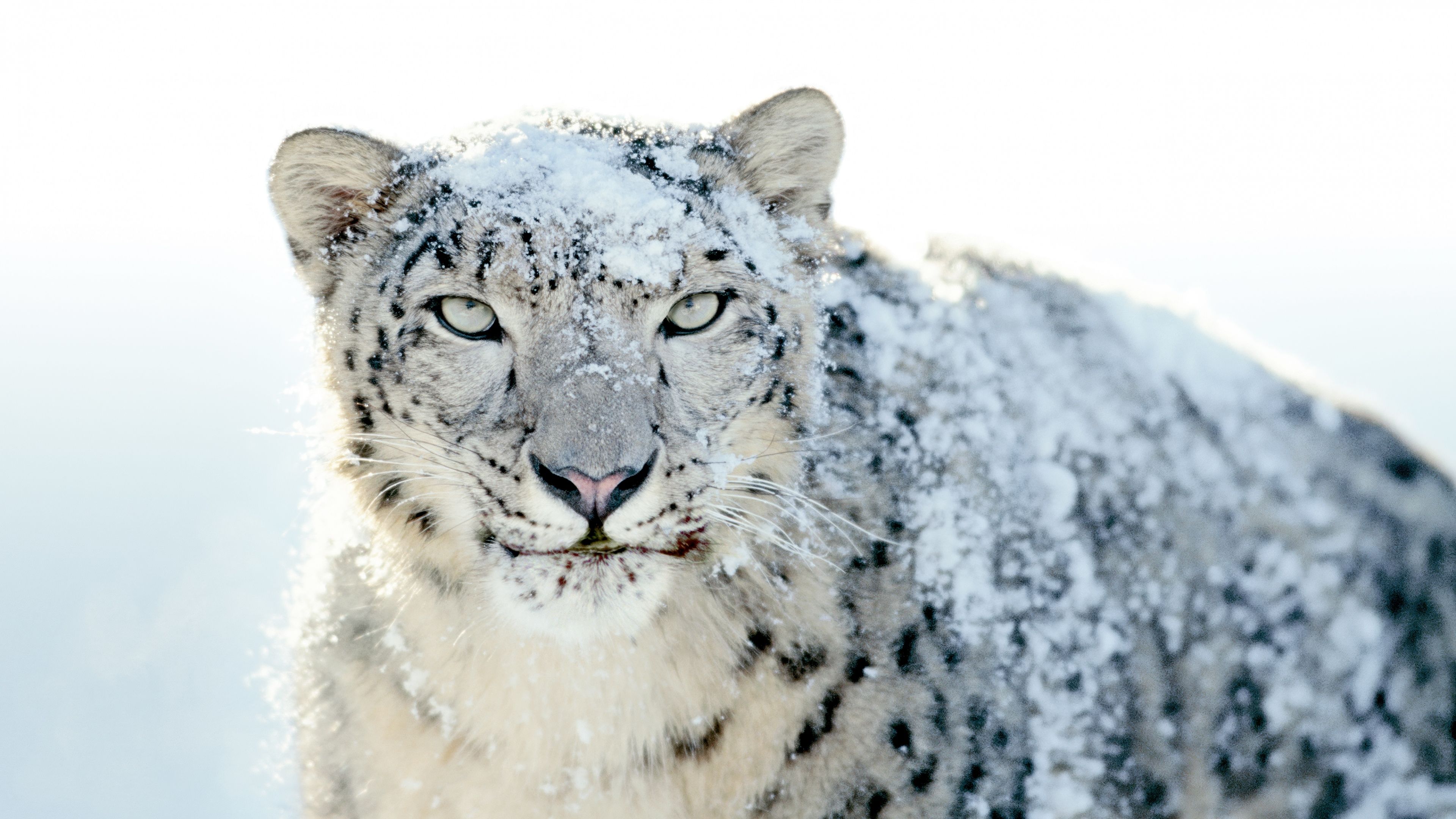OS X Snow Leopard Stock ultra HD 4K wallpaper