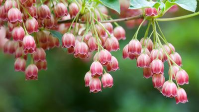 OS X Lion Red bells ultra HD 4K wallpaper