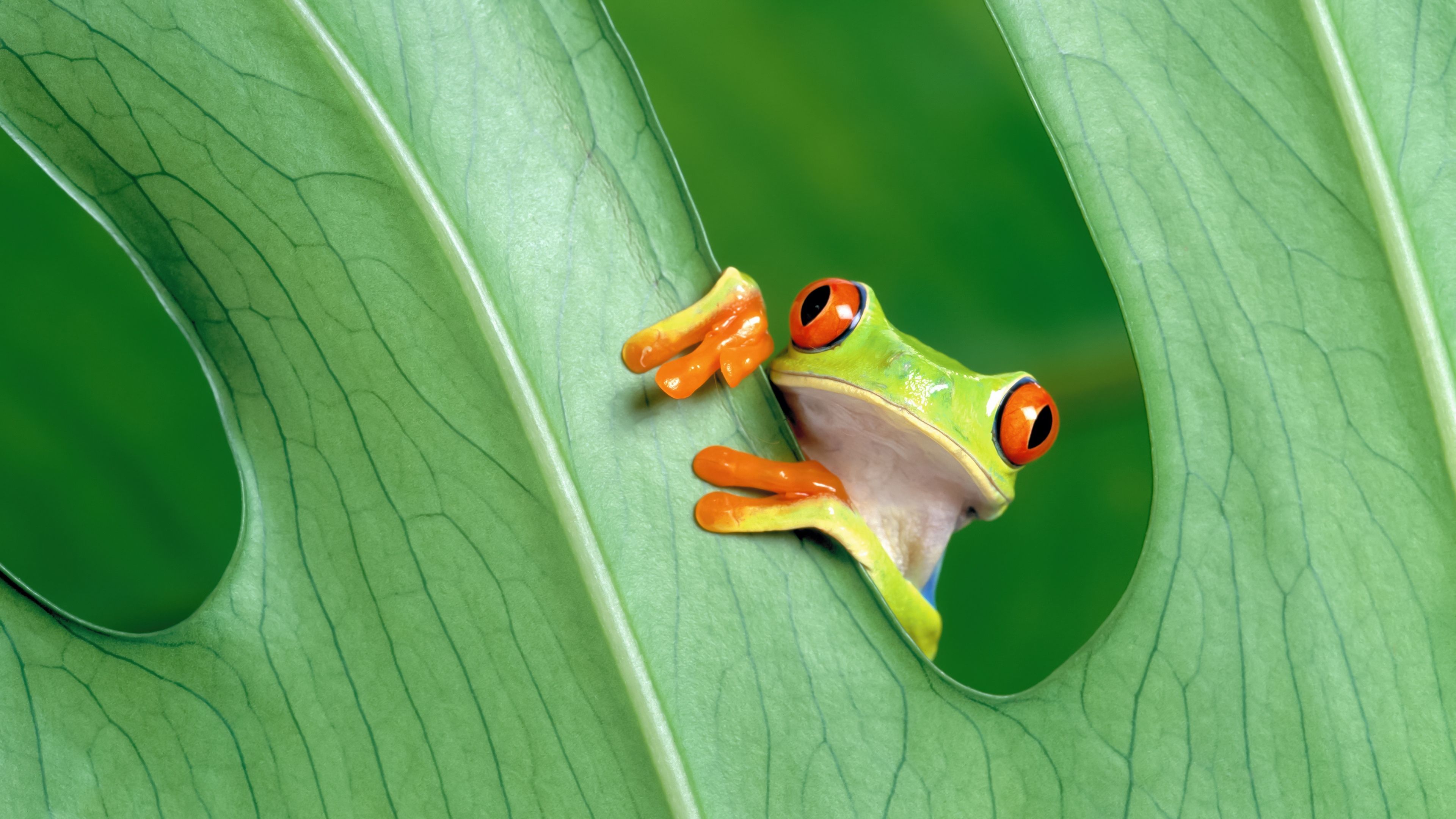 OS X Mountain Lion Frog ultra HD 4K wallpaper