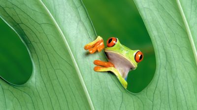 OS X Mountain Lion Frog ultra HD 4K wallpaper