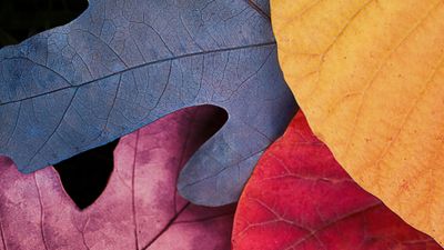 Fall Autumn leaves ultra HD 4K wallpaper