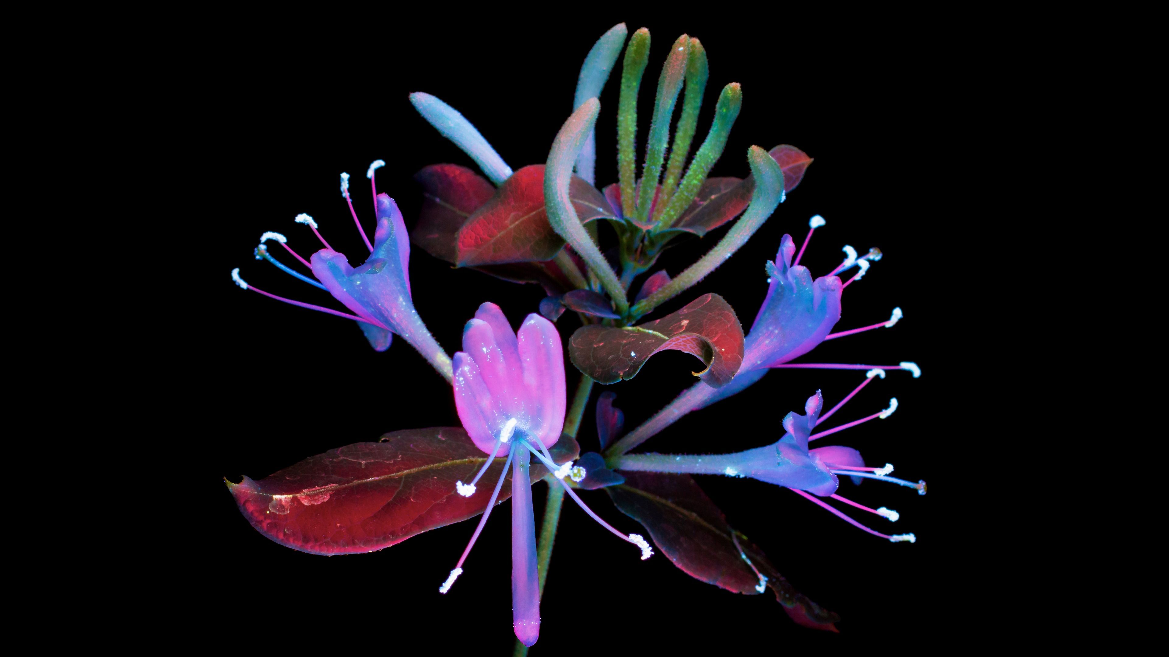 macOS Mojave Honeysuckle ultra HD 4K wallpaper