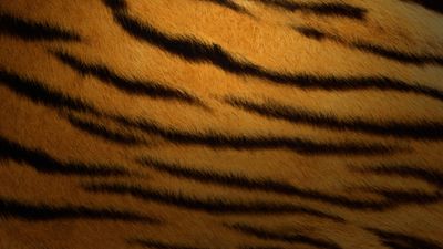 Tiger skin Texture ultra HD 4K wallpaper