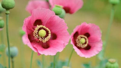 OS X Lion Poppies ultra HD 4K wallpaper
