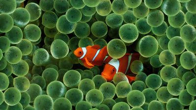 OS X Leopard Clownfish ultra HD 4K wallpaper