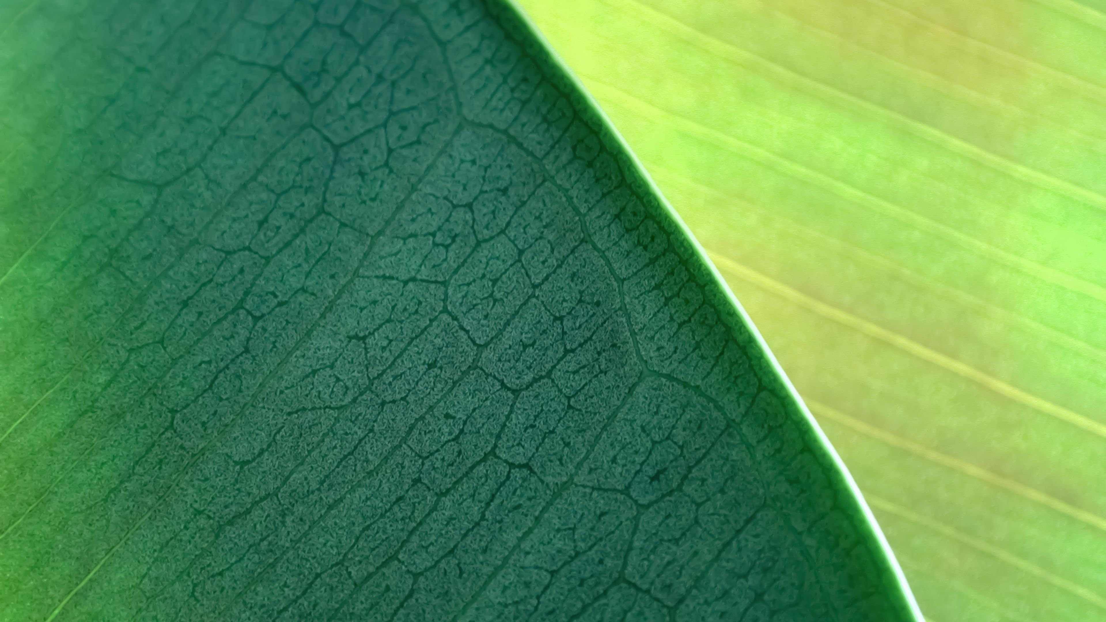 OS X Mountain Lion Green leaf ultra HD 4K wallpaper