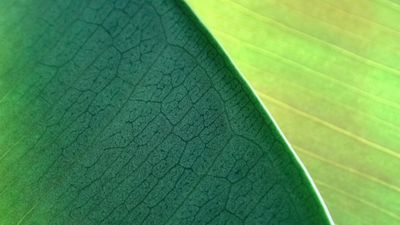 OS X Mountain Lion Green leaf ultra HD 4K wallpaper