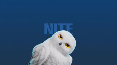 White Owl Cute cartoon ultra HD 4K wallpaper