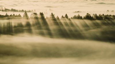 OS X Mavericks Foggy forest ultra HD 4K wallpaper