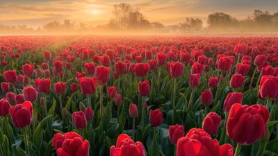 Tulip Field Sunrise ultra HD 4K wallpaper