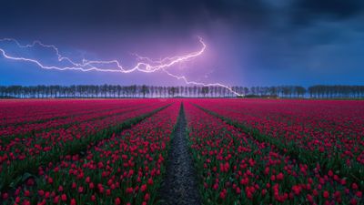 Red Tulips Lightning Strike ultra HD 4K wallpaper