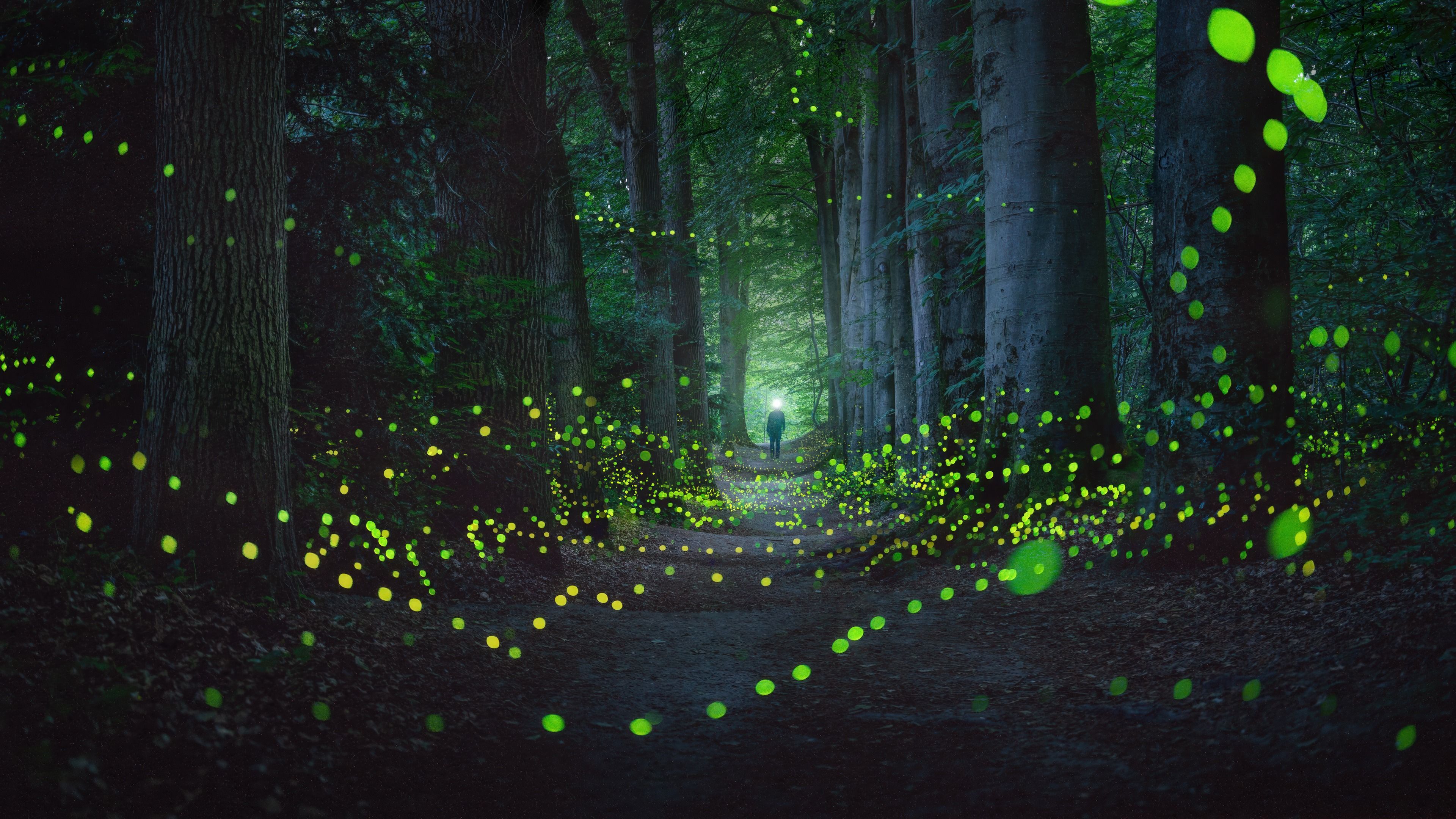 Mystical Forest Fireflies ultra HD 4K wallpaper