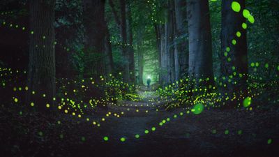 Mystical Forest Fireflies ultra HD 4K wallpaper