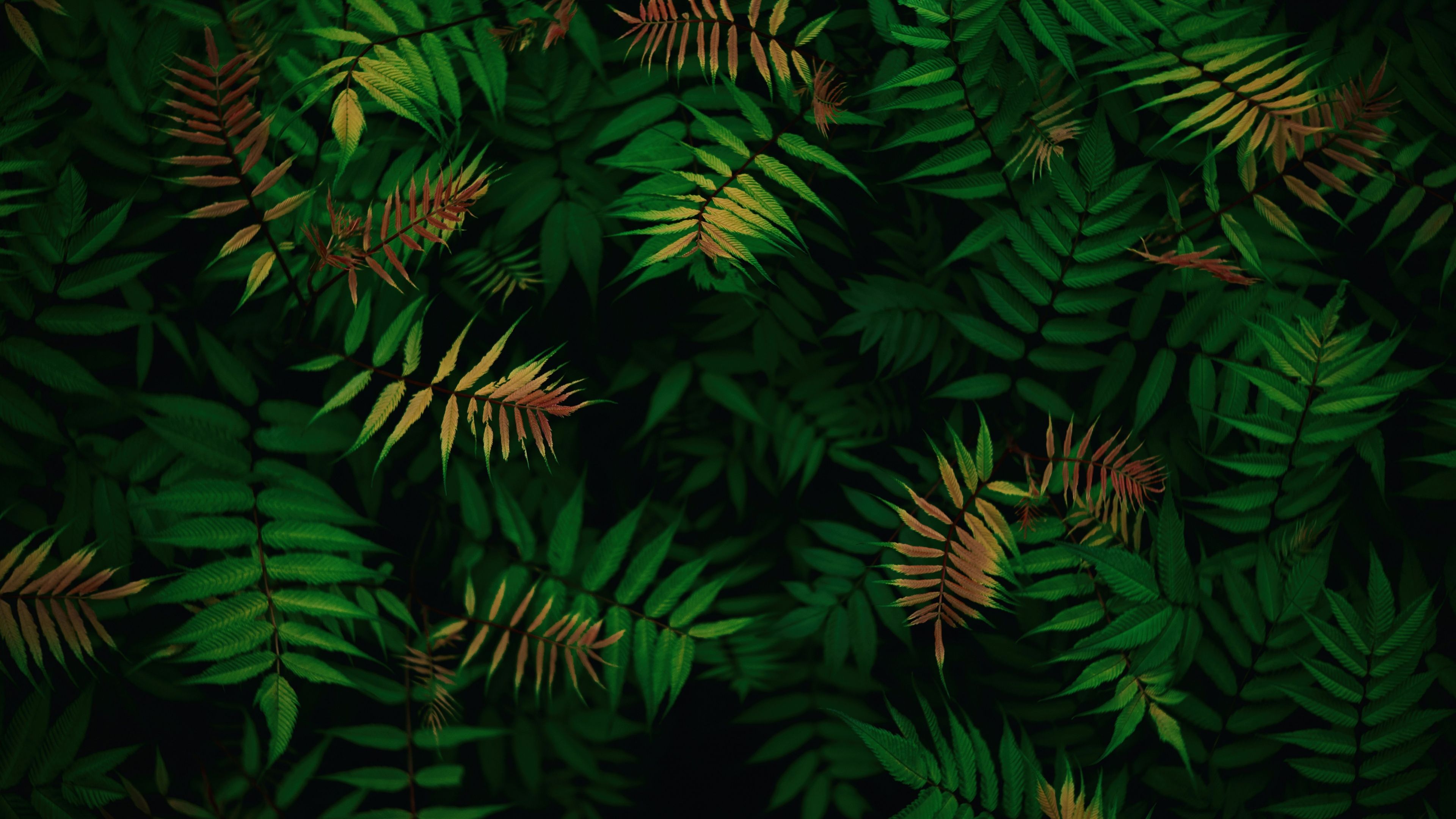 Green leaves Foliage ultra HD 4K wallpaper