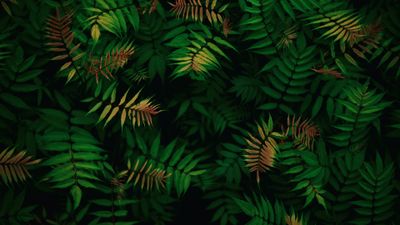 Green leaves Foliage ultra HD 4K wallpaper