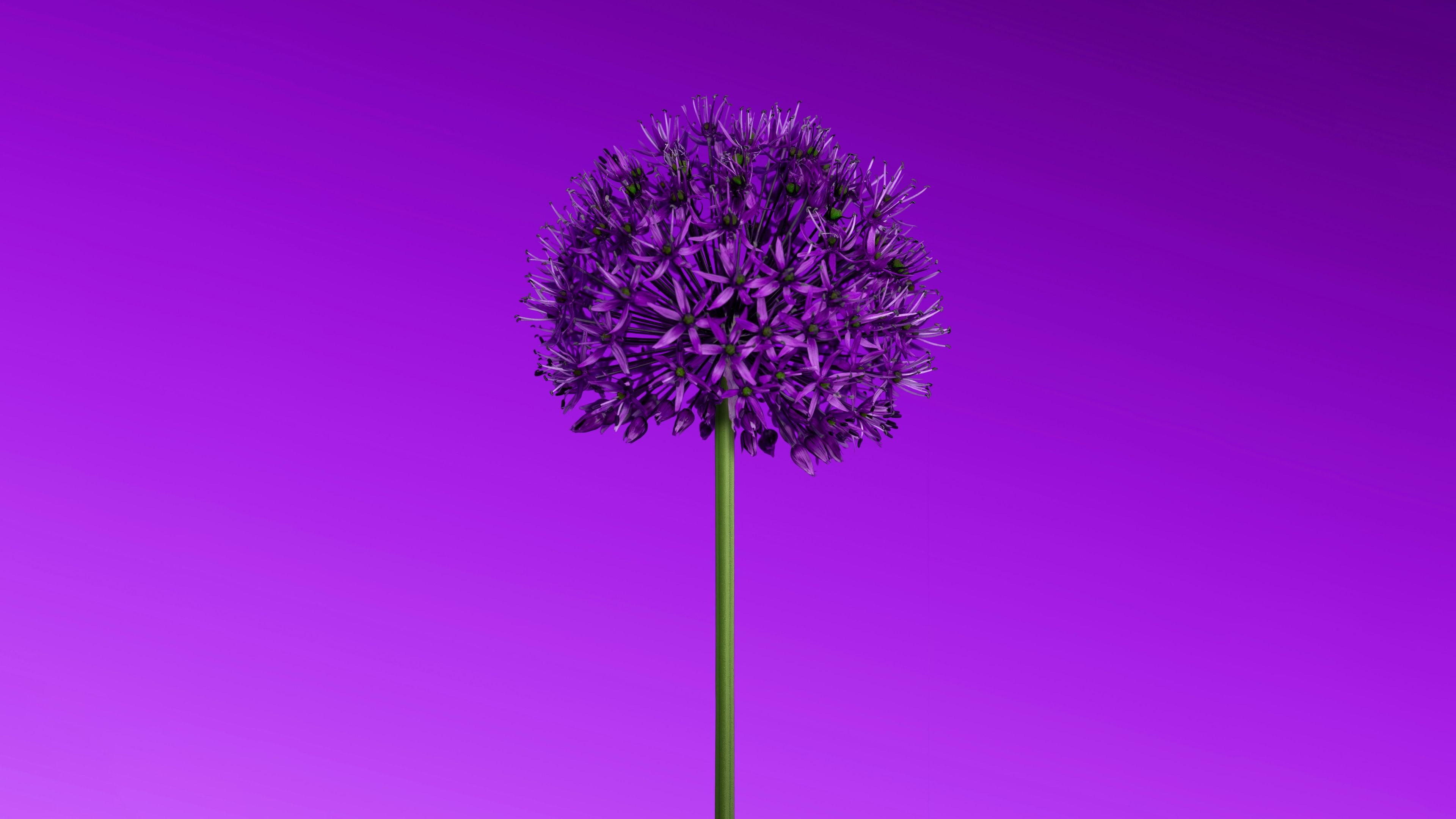 Allium flower Purple aesthetic ultra HD 4K wallpaper