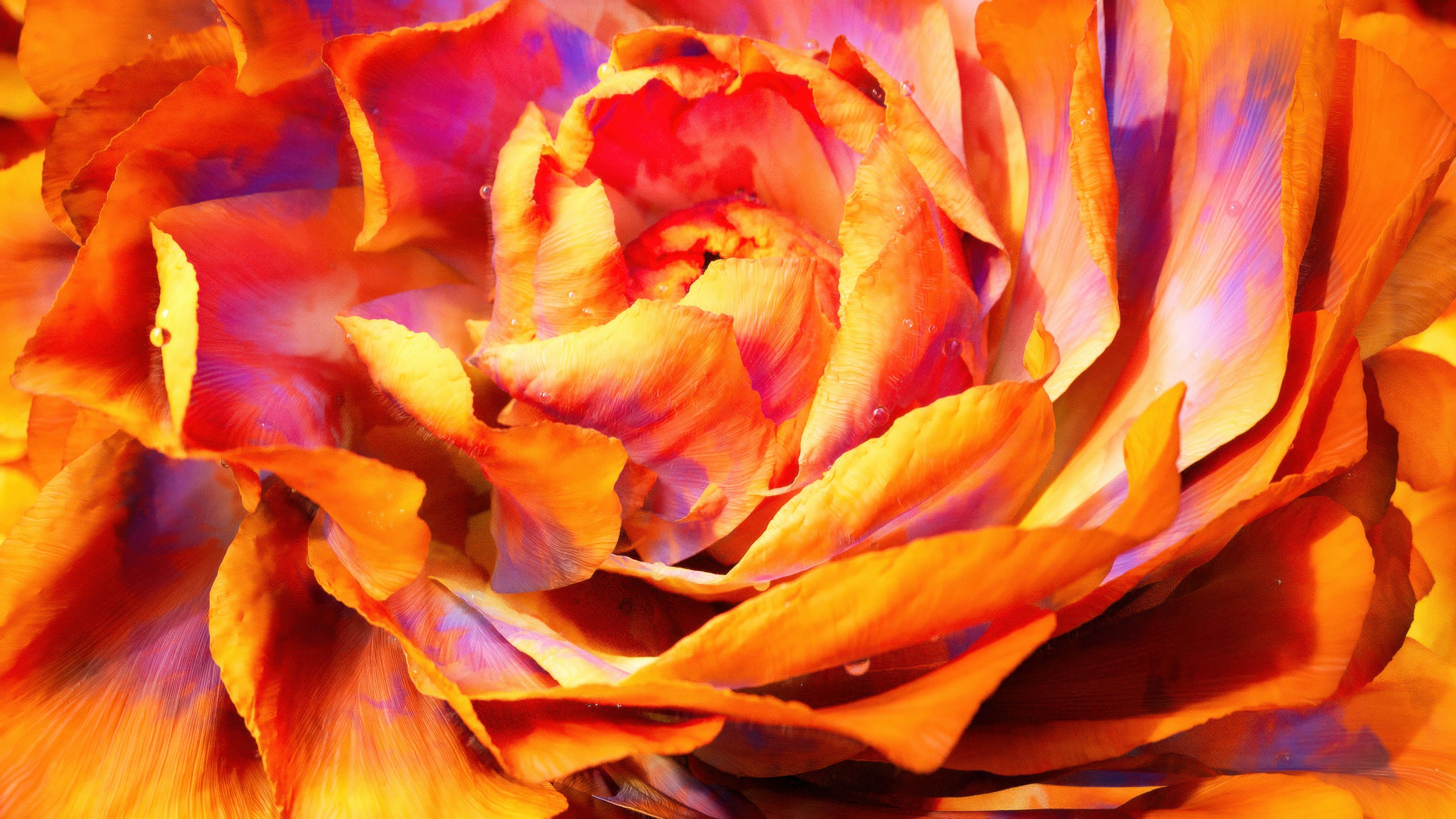 Peony Macro ultra HD 4K wallpaper