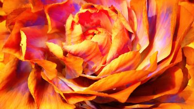 Peony Macro ultra HD 4K wallpaper