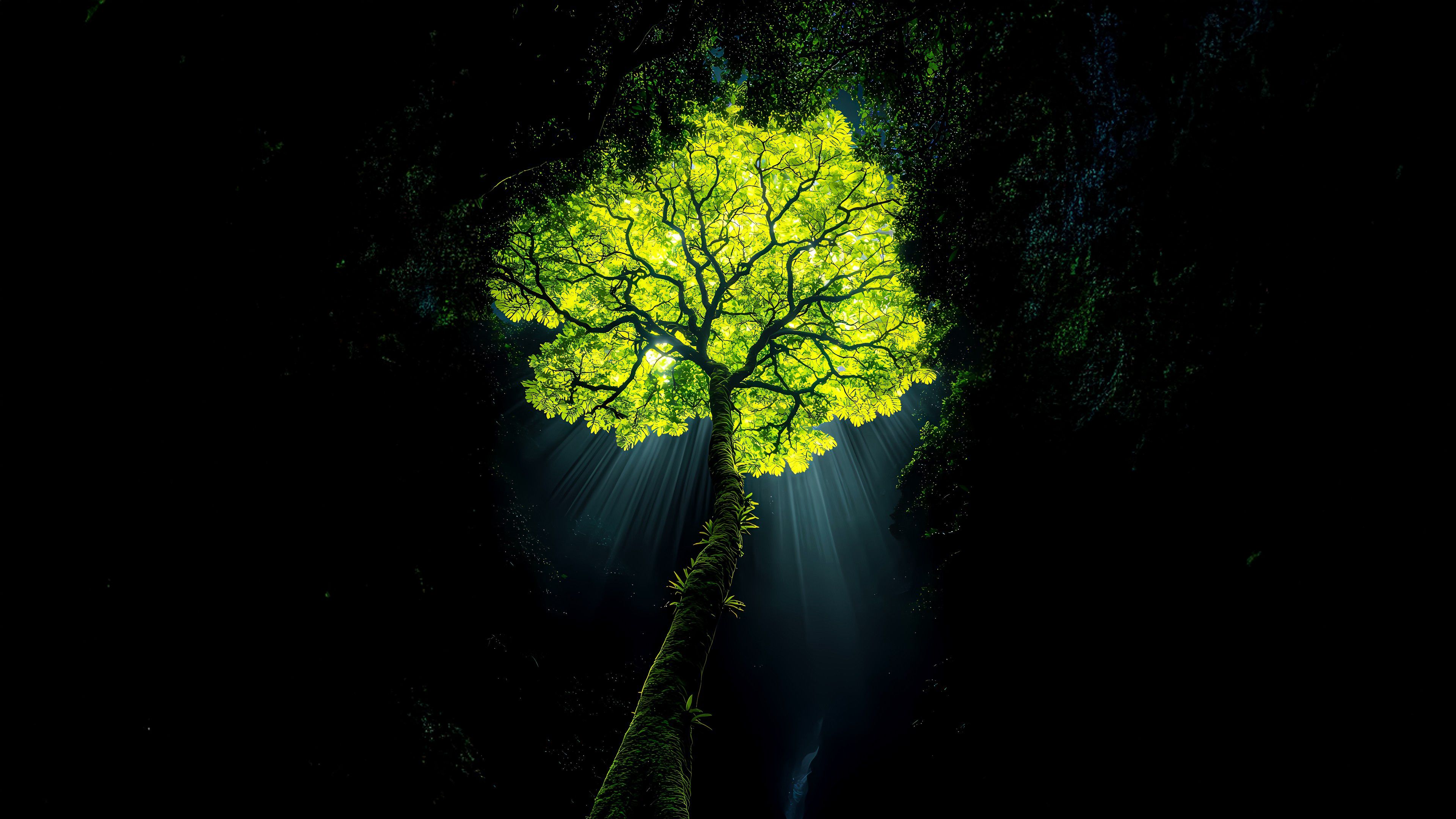 Jungle tree Dark aesthetic ultra HD 4K wallpaper