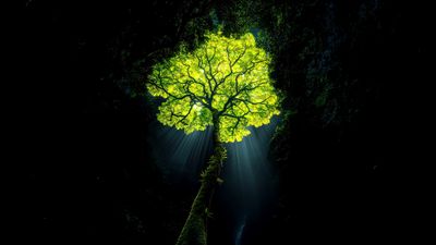 Jungle tree Dark aesthetic ultra HD 4K wallpaper