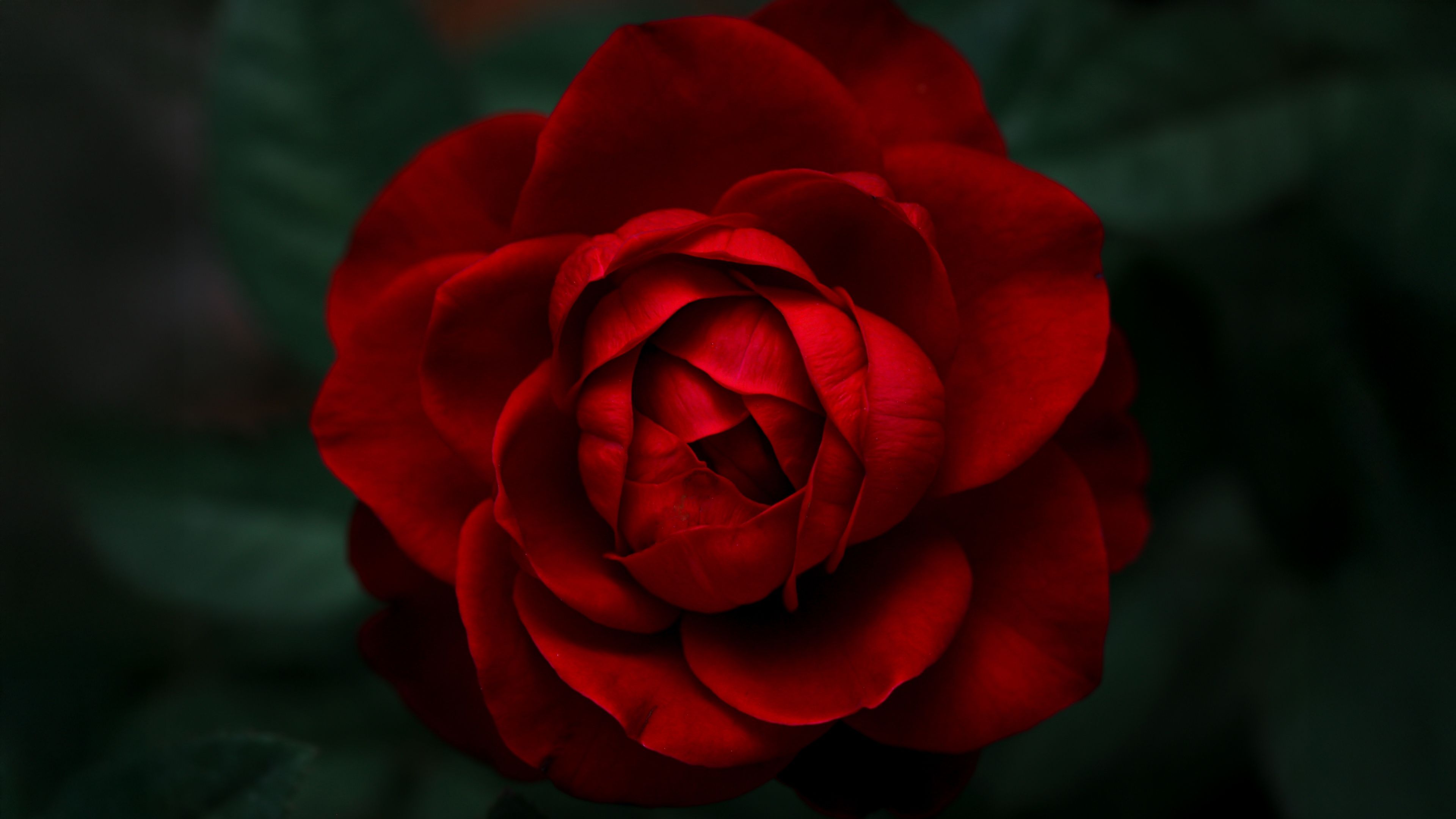 Velvet Rose ultra HD 4K wallpaper
