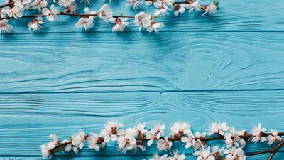 Spring flowers ultra HD 4K wallpaper