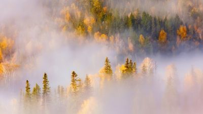 Thick forest Misty ultra HD 4K wallpaper