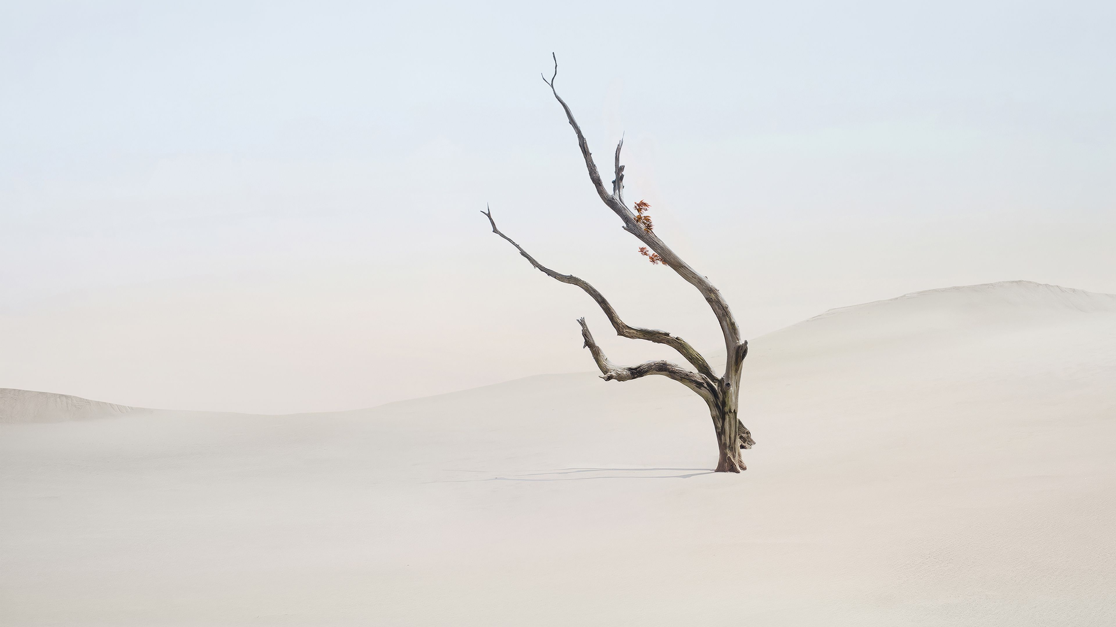 Lone tree Minimalist ultra HD 4K wallpaper