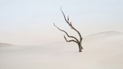 Lone tree Minimalist ultra HD 4K wallpaper