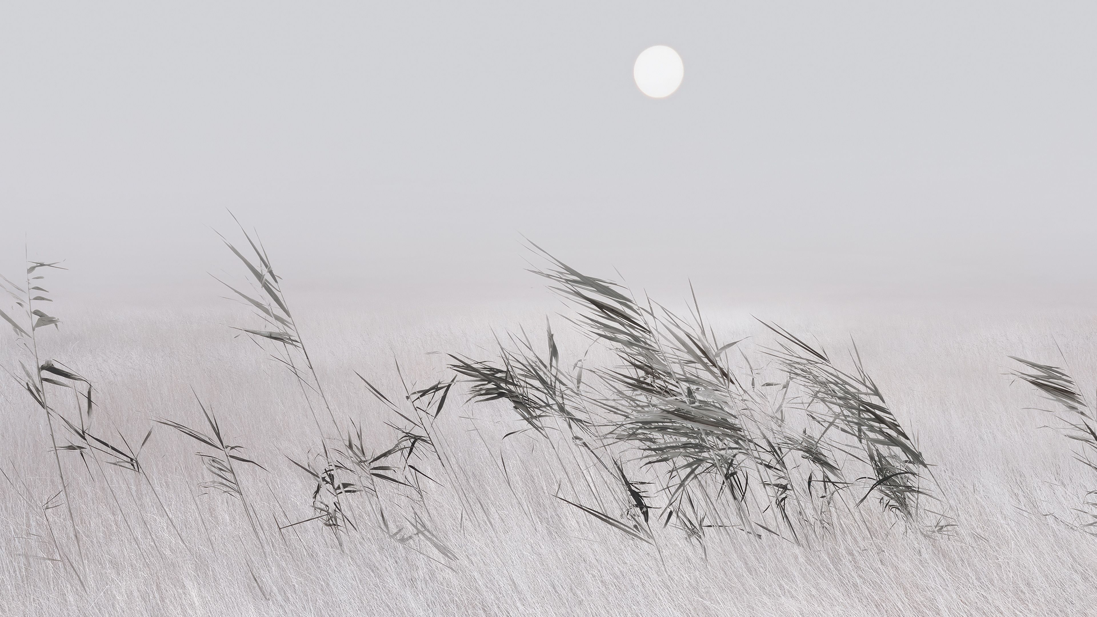 Grey Grass Landscape ultra HD 4K wallpaper