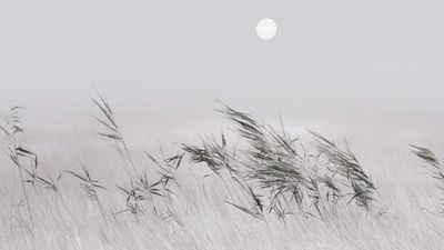 Grey Grass Landscape ultra HD 4K wallpaper